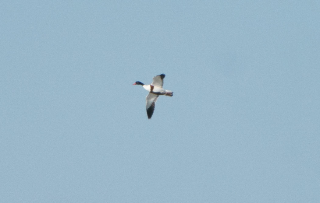 Common Shelduck
