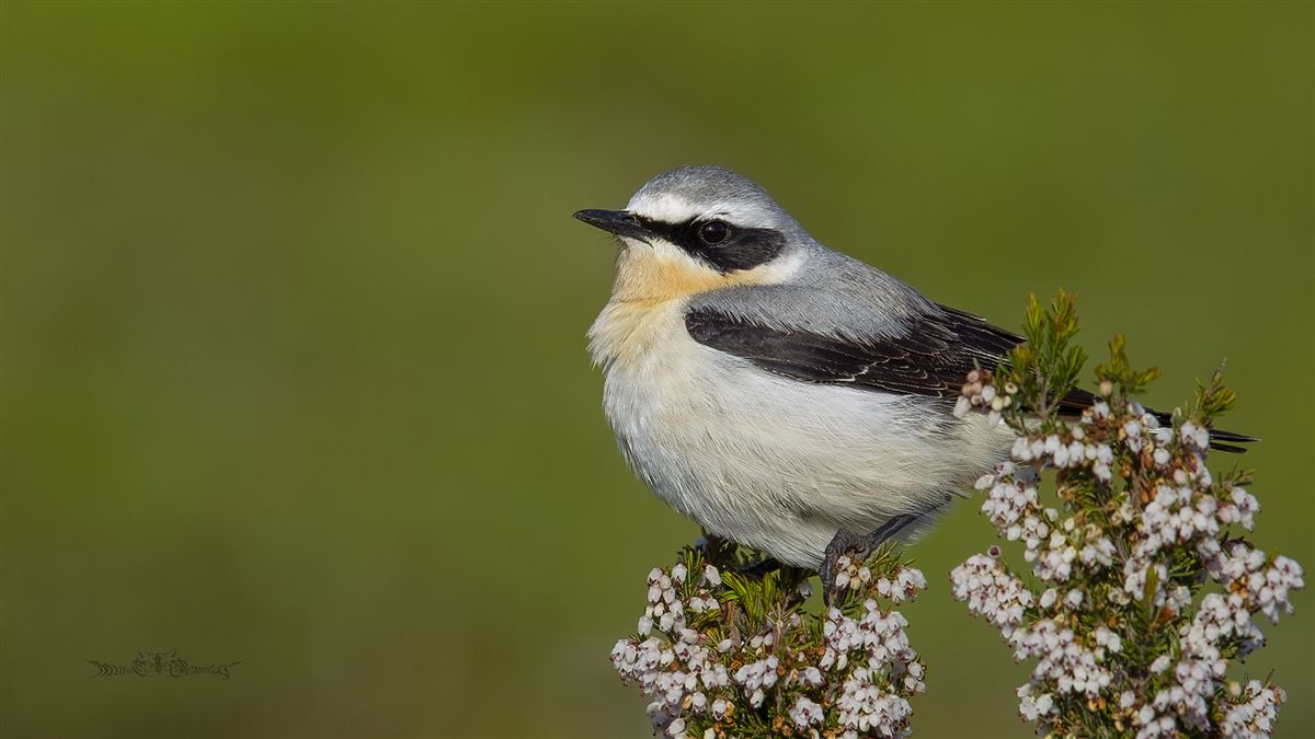 Northern Wheatear
