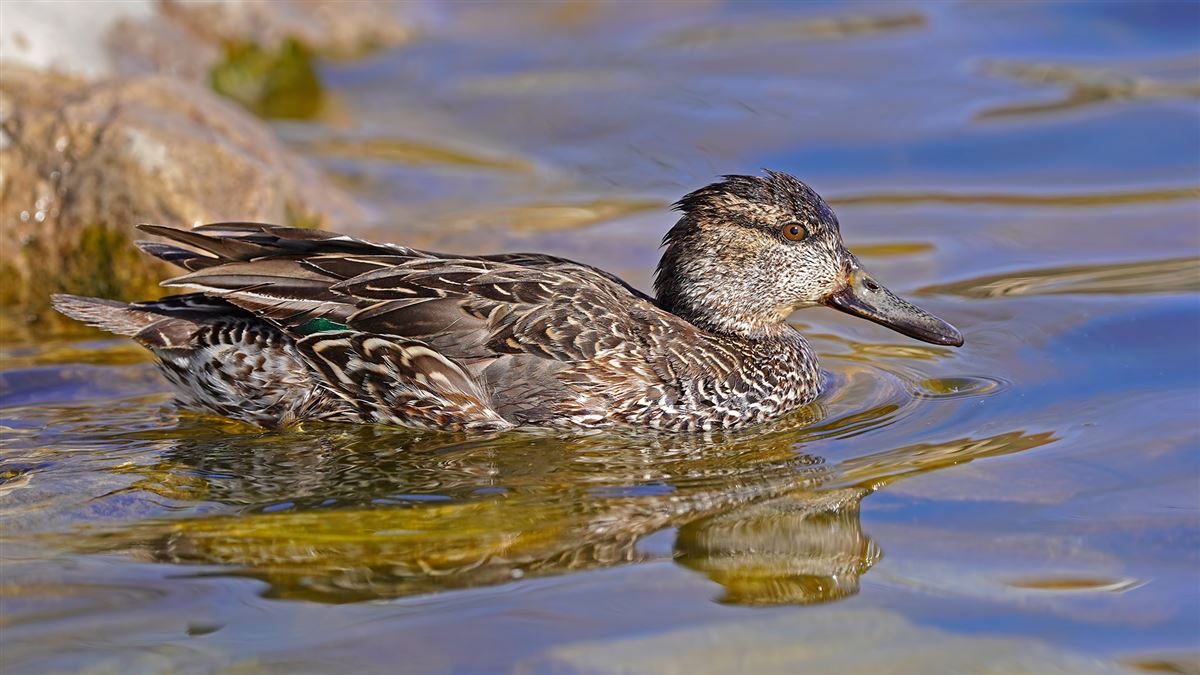 Eurasian Teal
