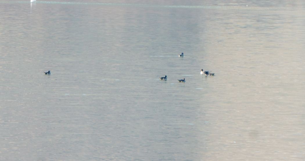 Northern Pintail