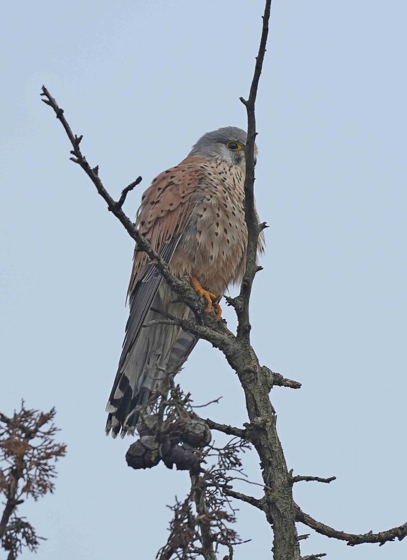 Common Kestrel