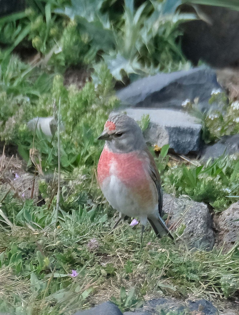 Common Linnet