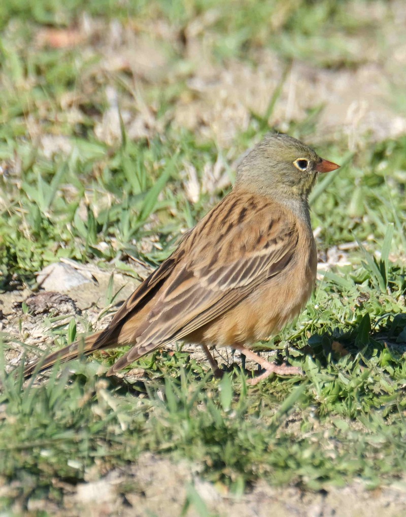 Ortolan Bunting
