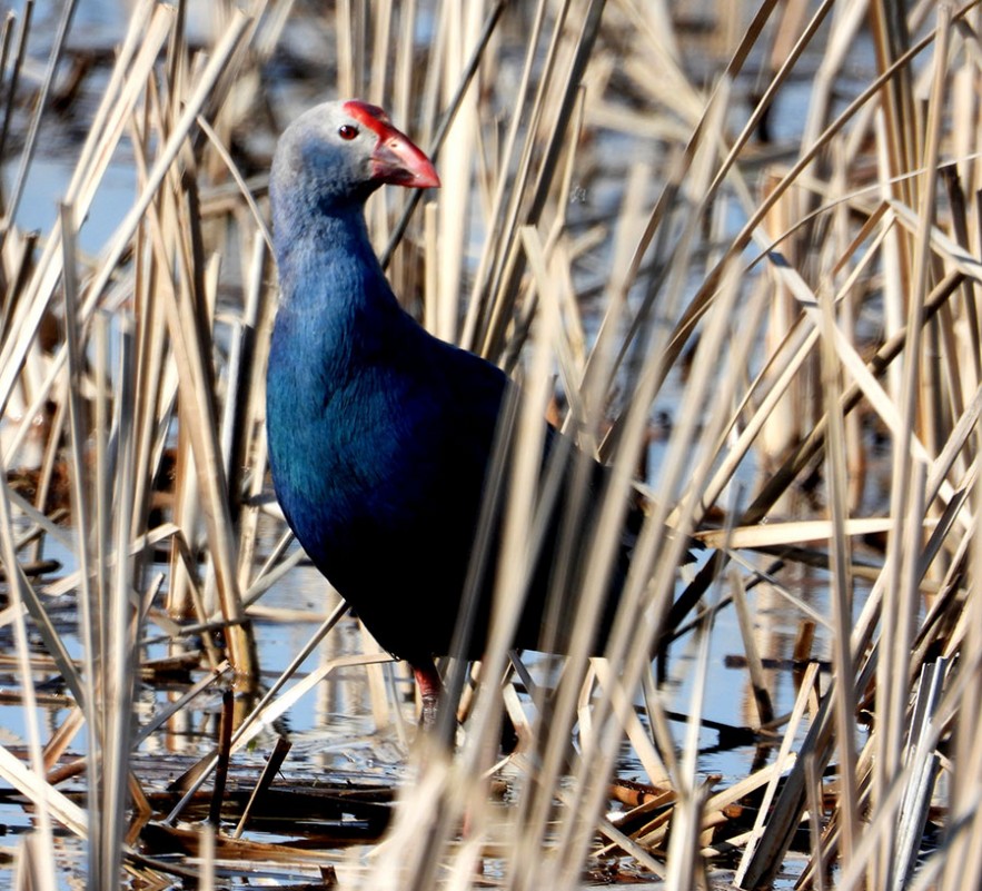 Grey-headed Swamphen