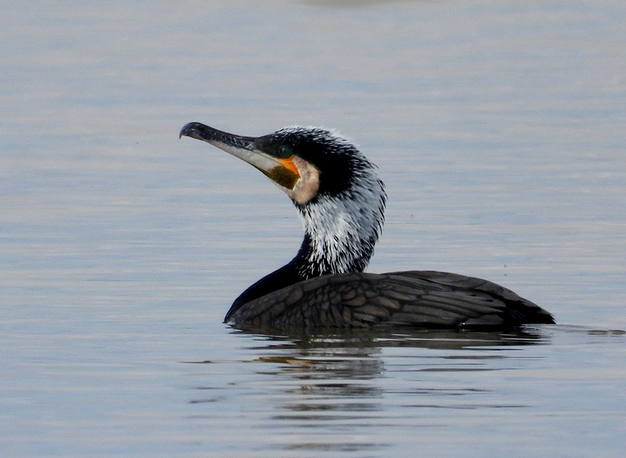 Great Cormorant