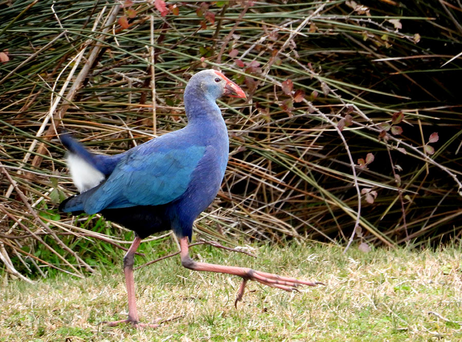 Grey-headed Swamphen