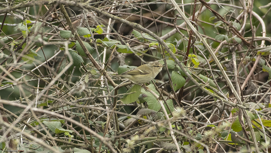 Hume`s Leaf Warbler