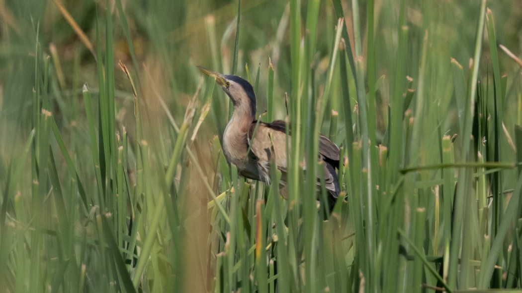 Little Bittern