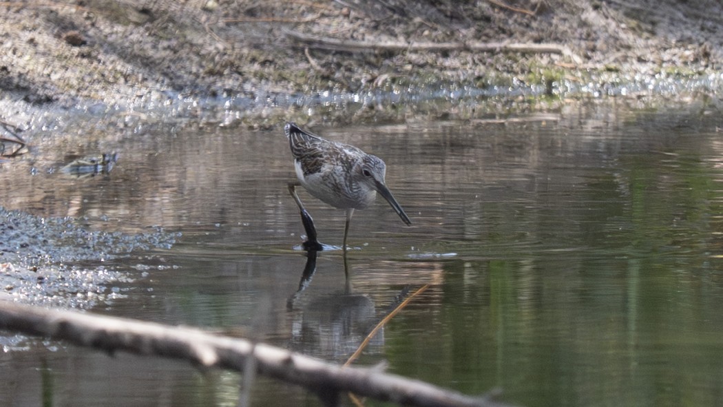 Common Greenshank