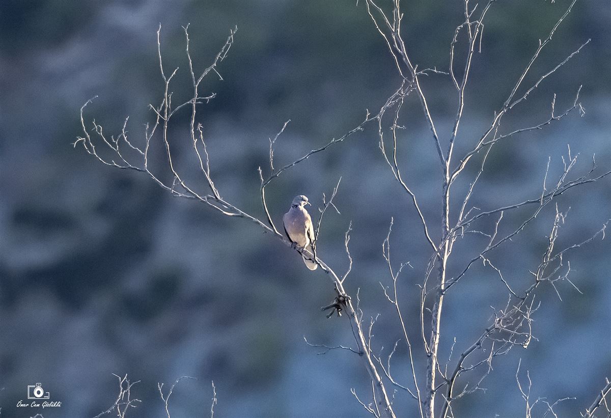 European Turtle Dove