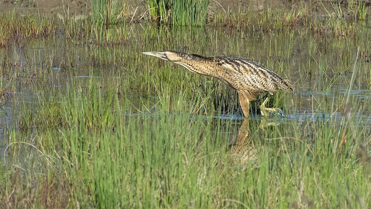 Eurasian Bittern