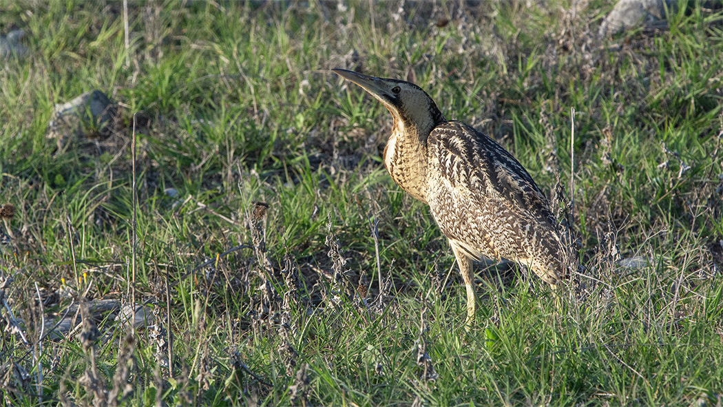 Eurasian Bittern
