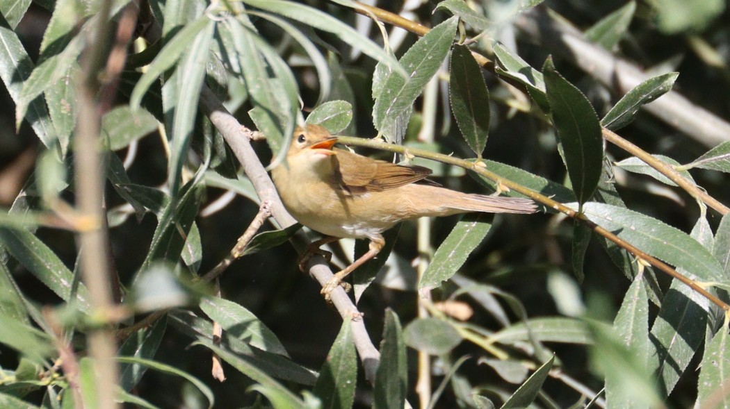 Common Nightingale