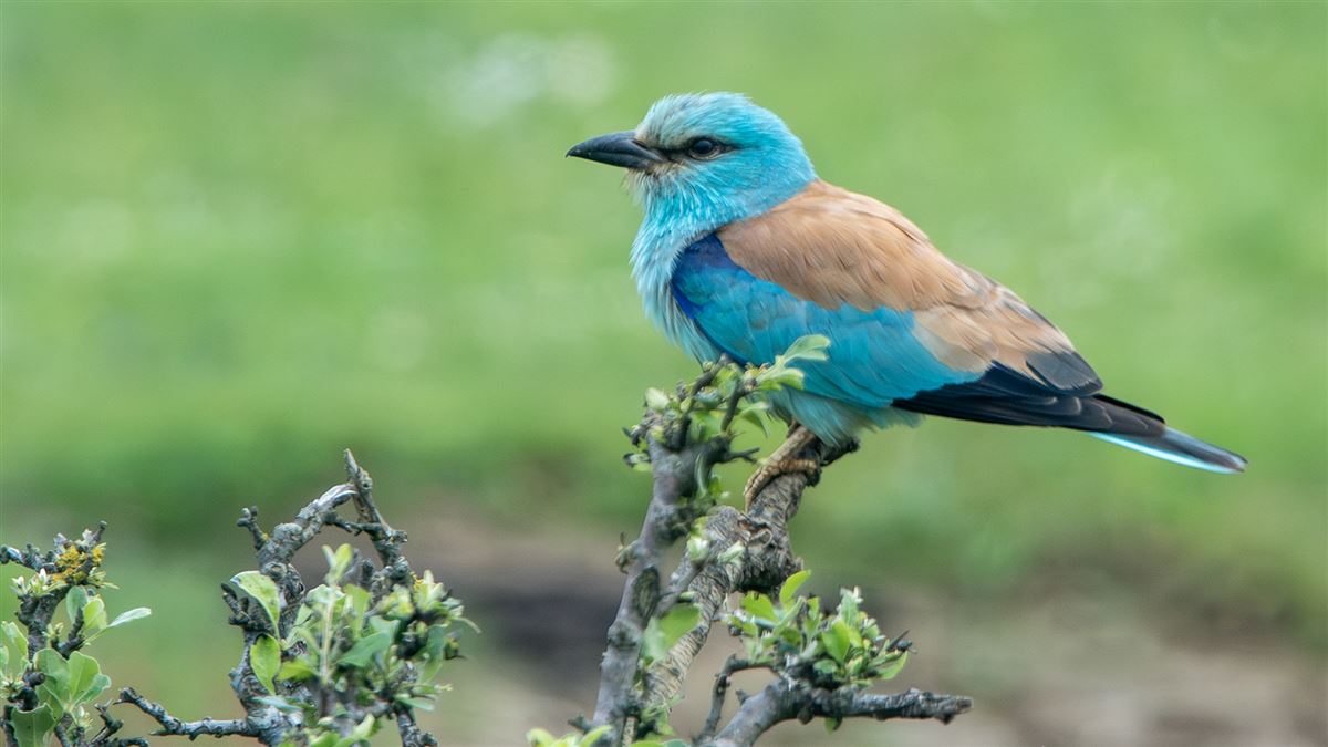 European Roller
