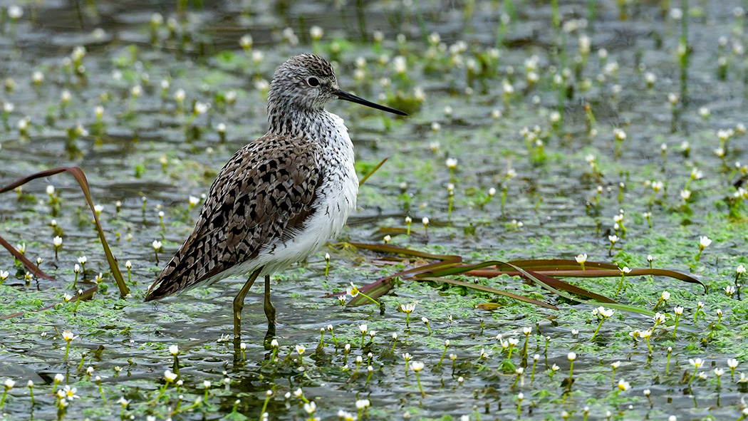 Marsh Sandpiper