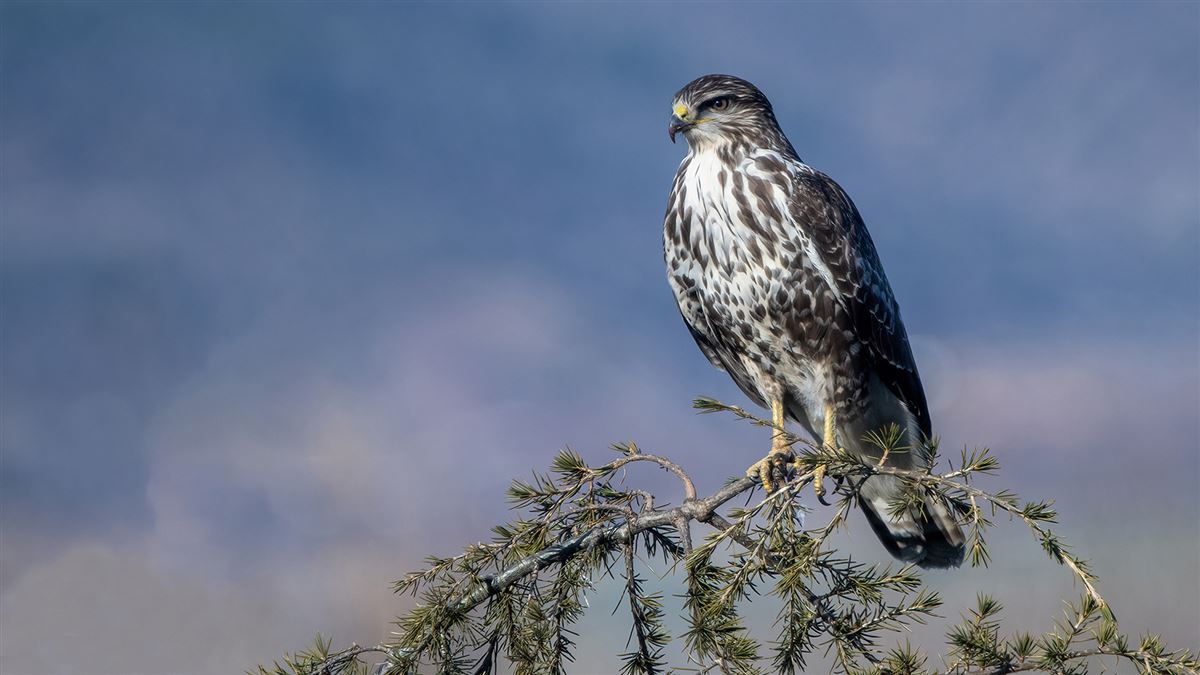 Common Buzzard
