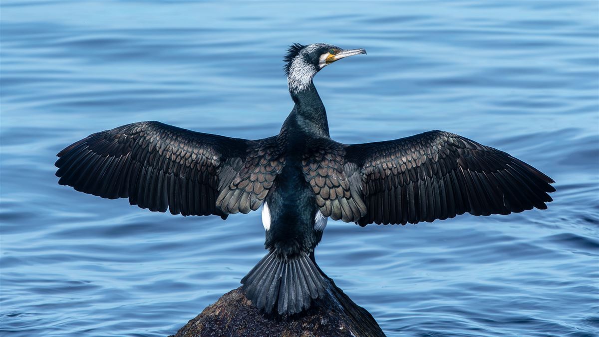 Great Cormorant