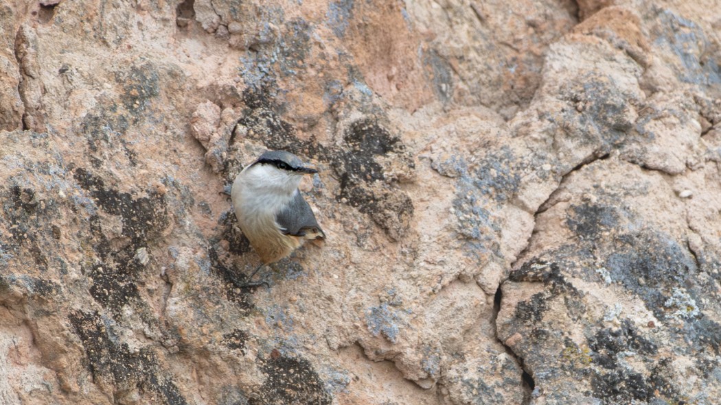 Western Rock Nuthatch