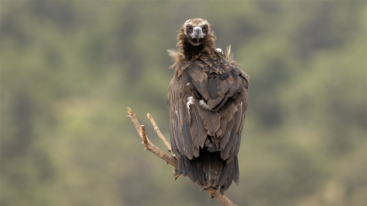 Cinereous Vulture