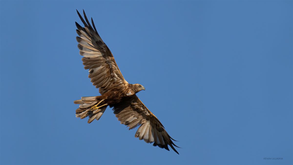 Western Marsh Harrier