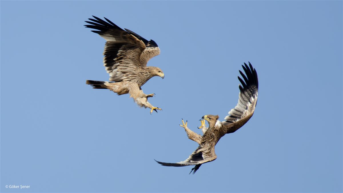 Eastern Imperial Eagle