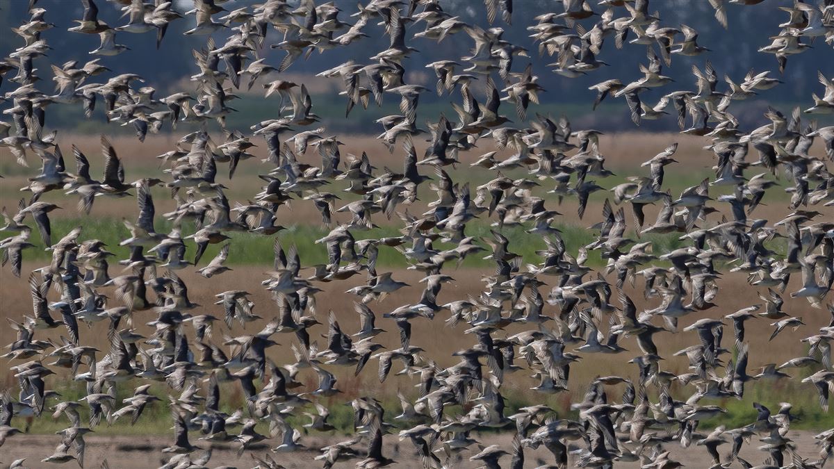 Red Knot