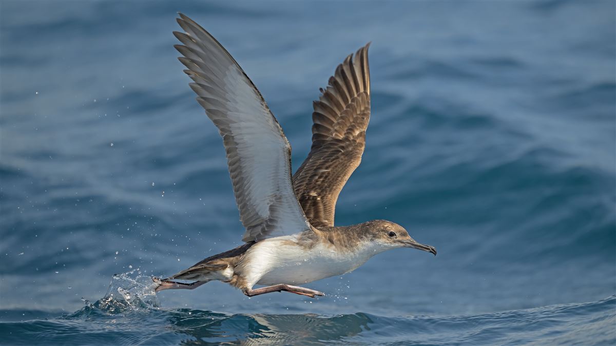Yelkouan Shearwater