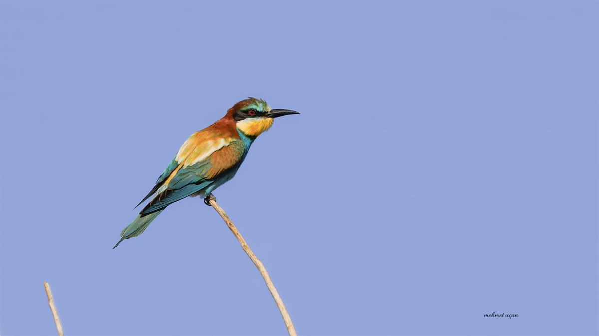 European Bee-eater