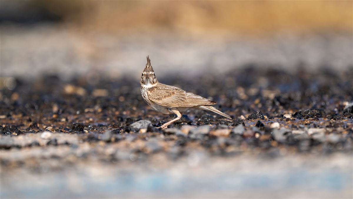 Crested Lark