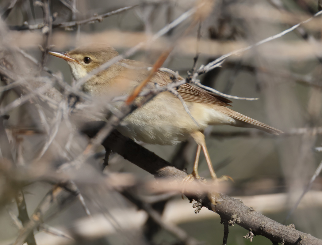 Marsh Warbler