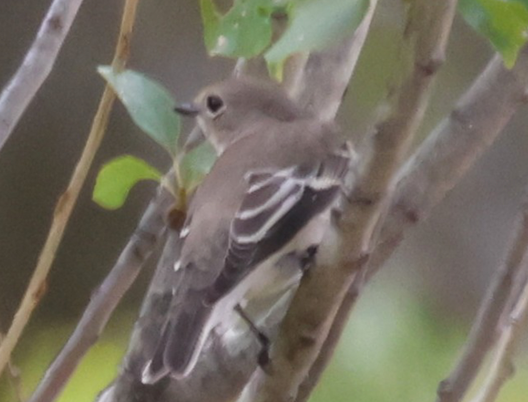 Semicollared Flycatcher