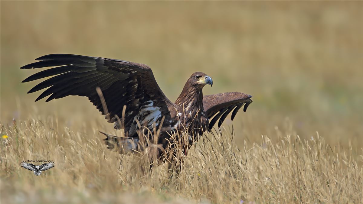 White-tailed Eagle