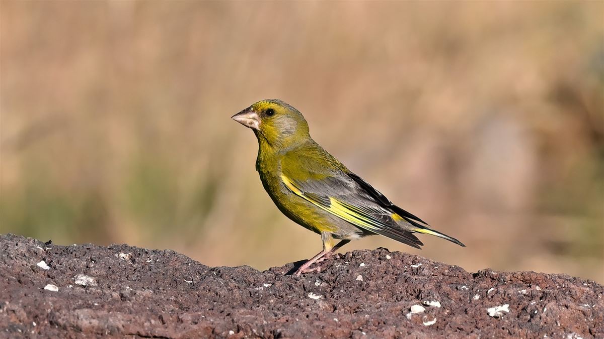 European Greenfinch