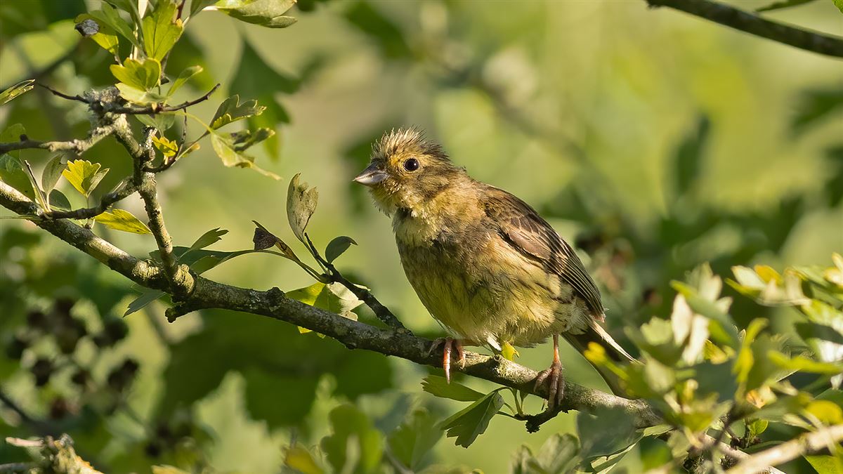 Yellowhammer