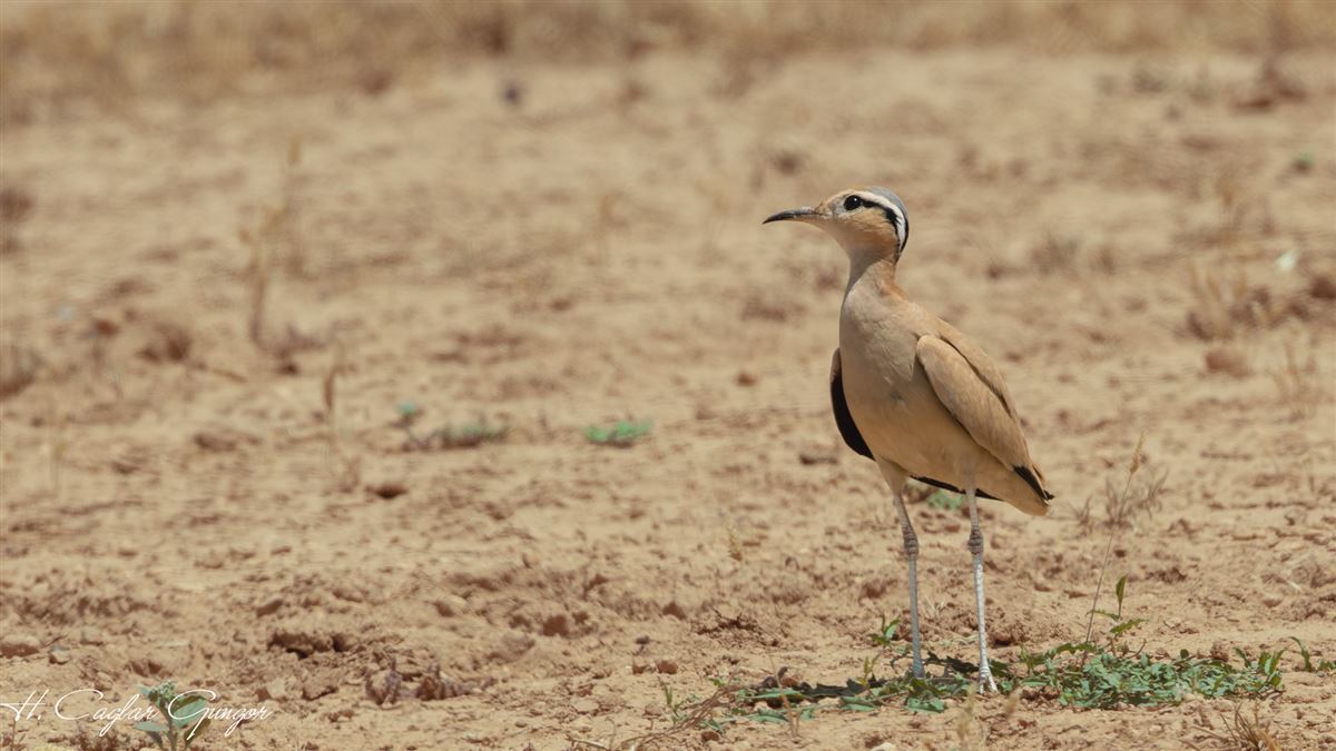 Cream-colored Courser