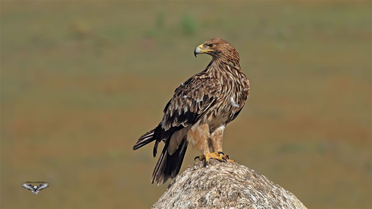 Eastern Imperial Eagle