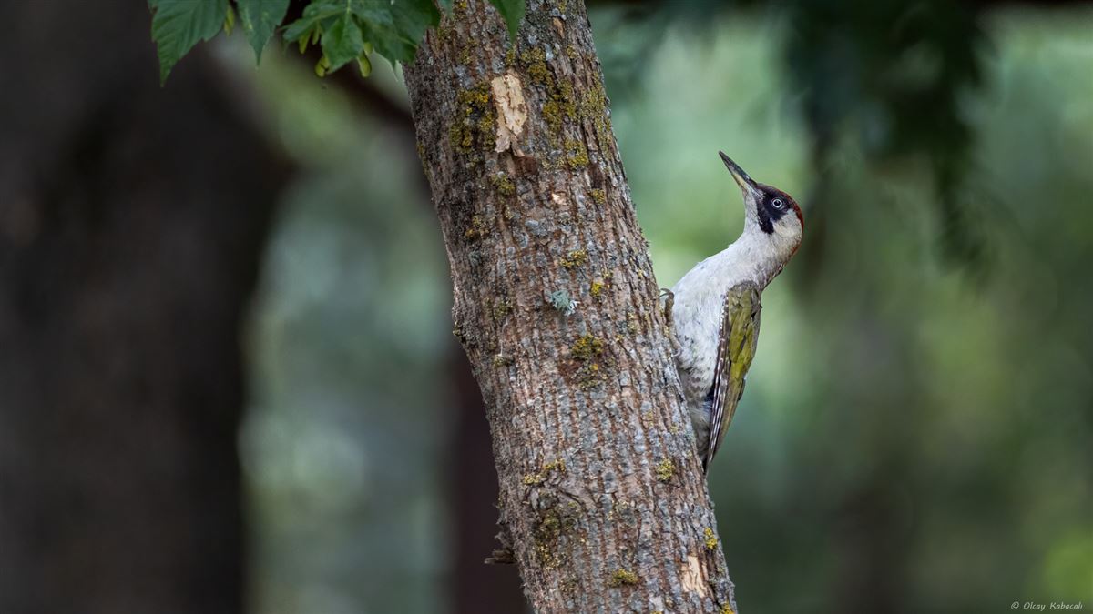 European Green Woodpecker