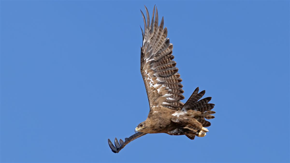Steppe Eagle