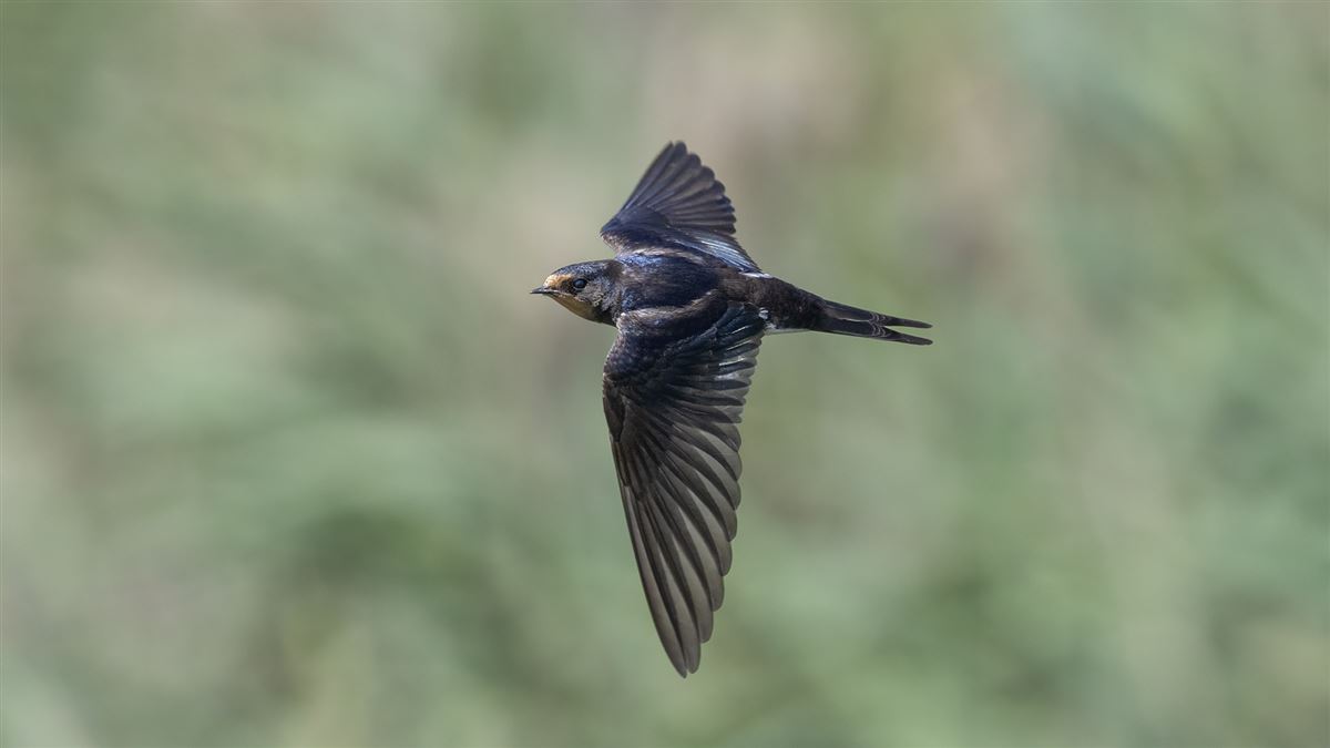 Barn Swallow