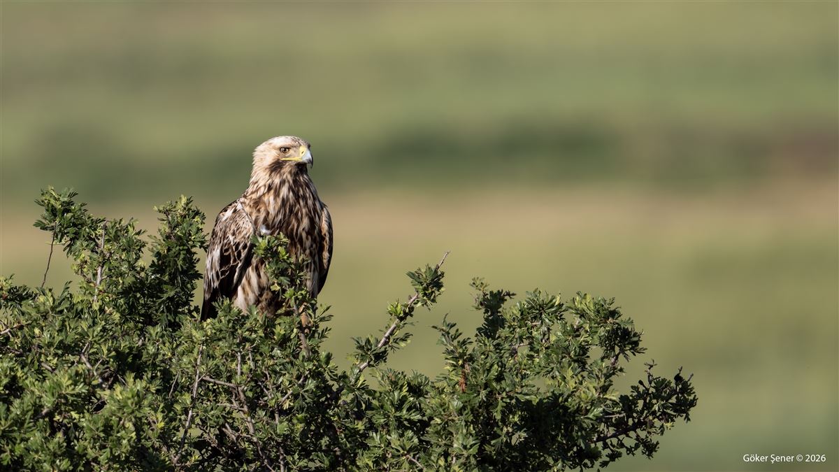 Eastern Imperial Eagle