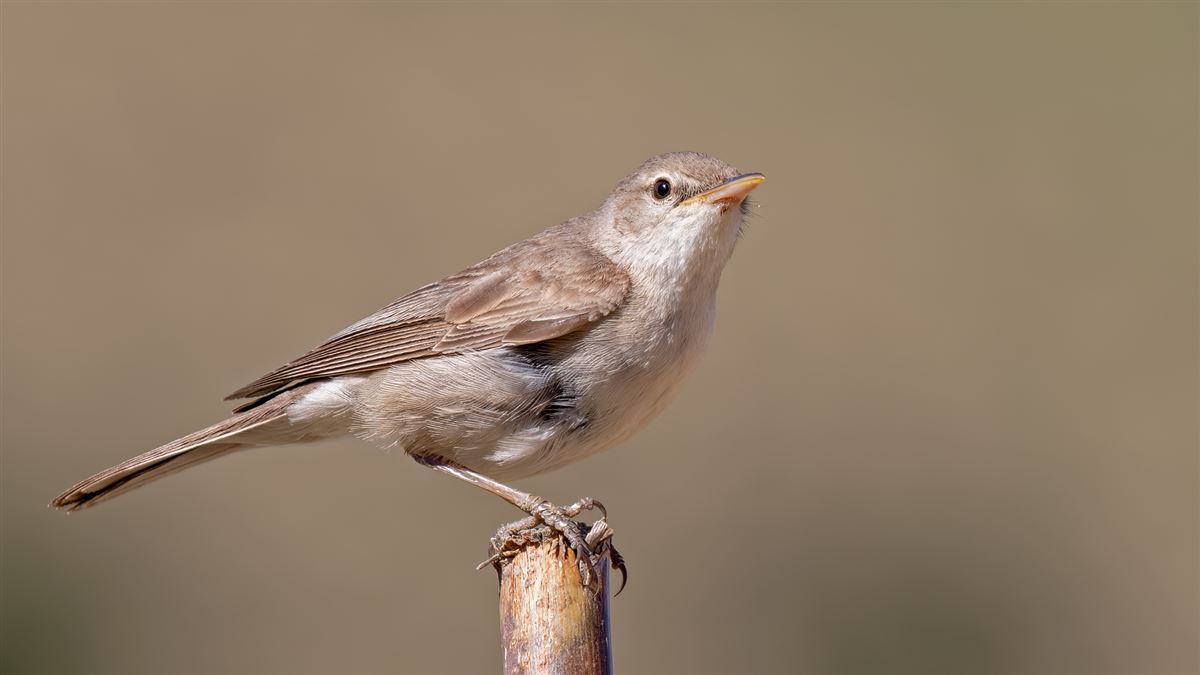Upcher`s Warbler
