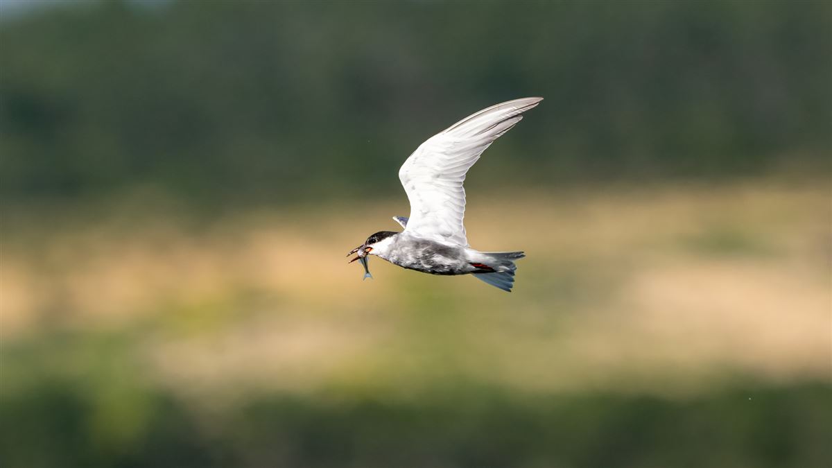 Whiskered Tern