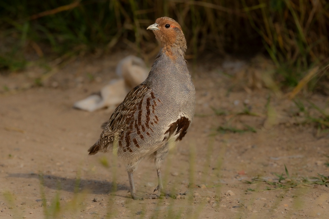 Grey Partridge