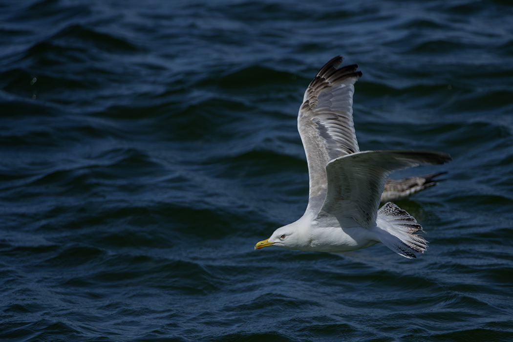 European Herring Gull