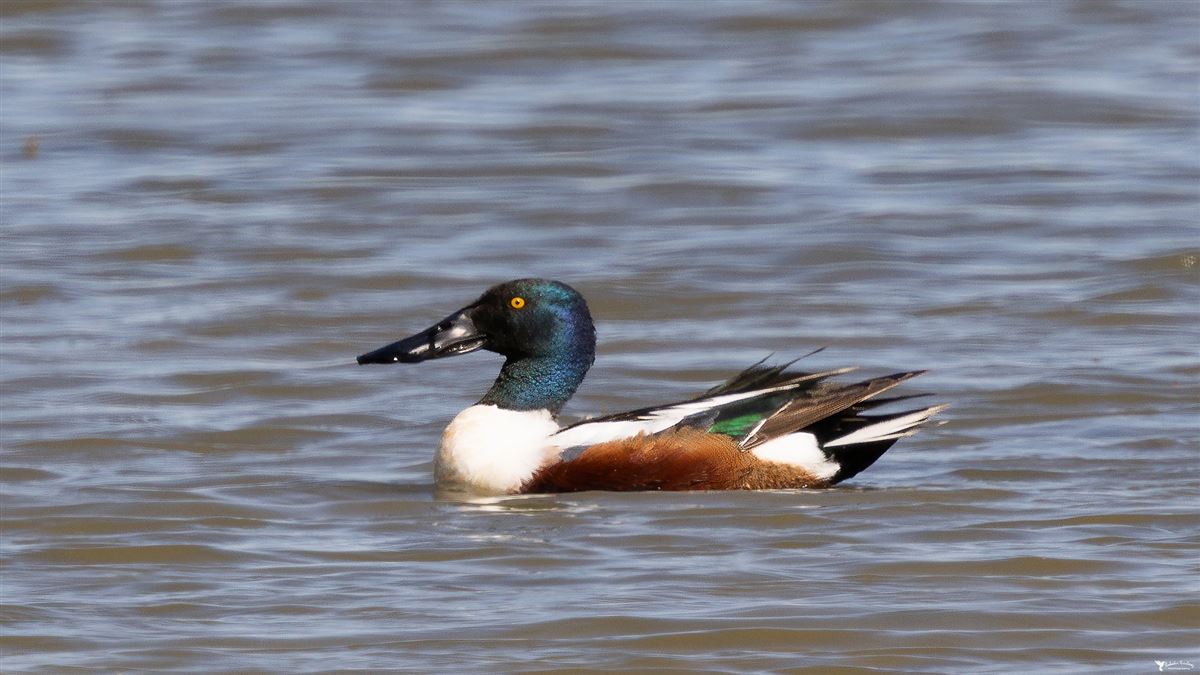 Northern Shoveler