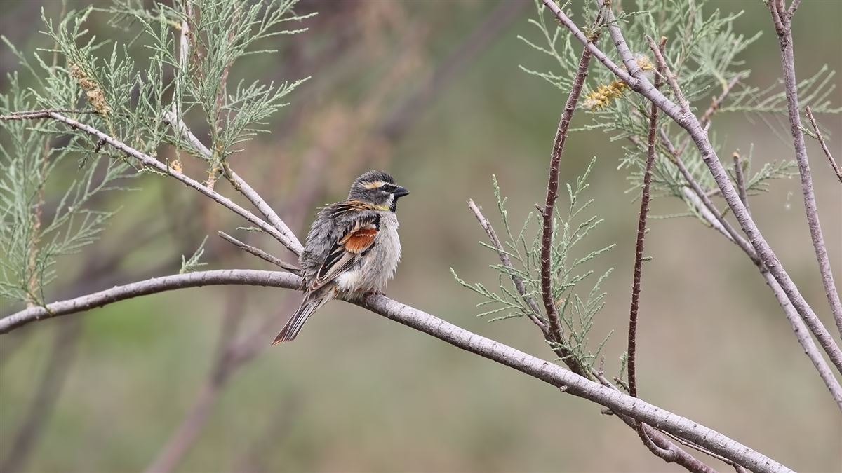 Dead Sea Sparrow