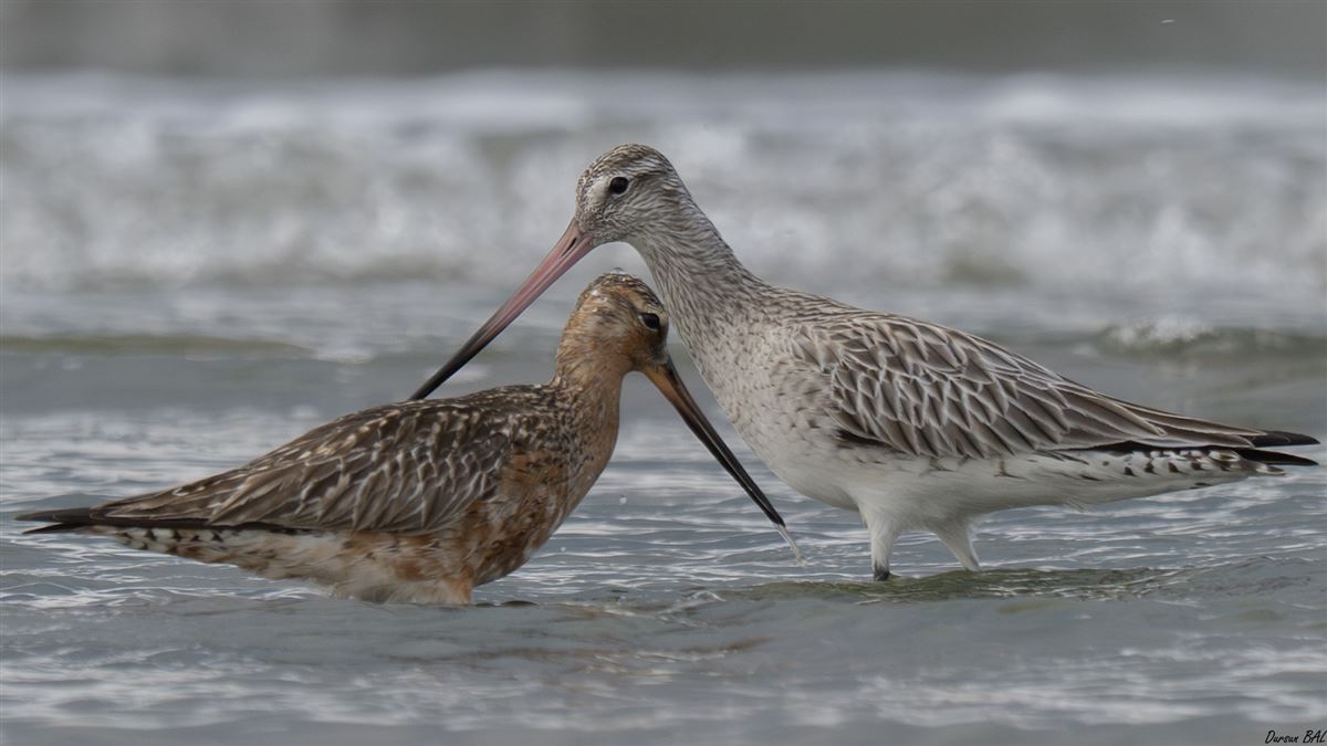 Bar-tailed Godwit