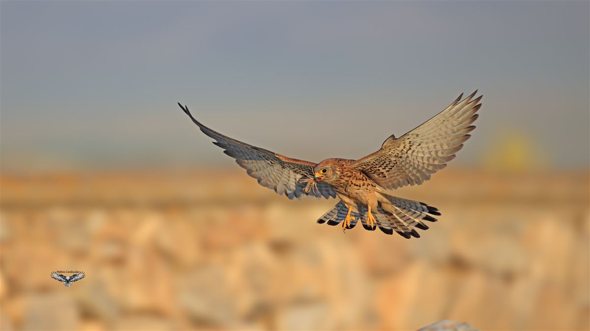 Lesser Kestrel