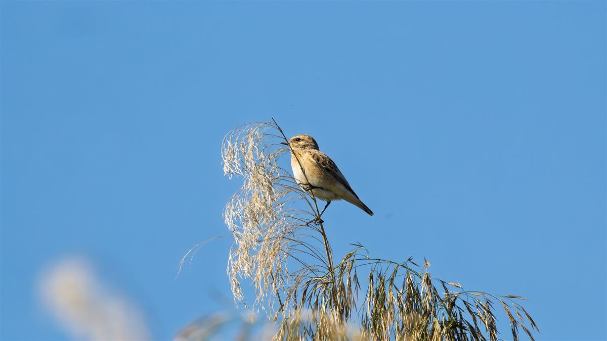 Whinchat