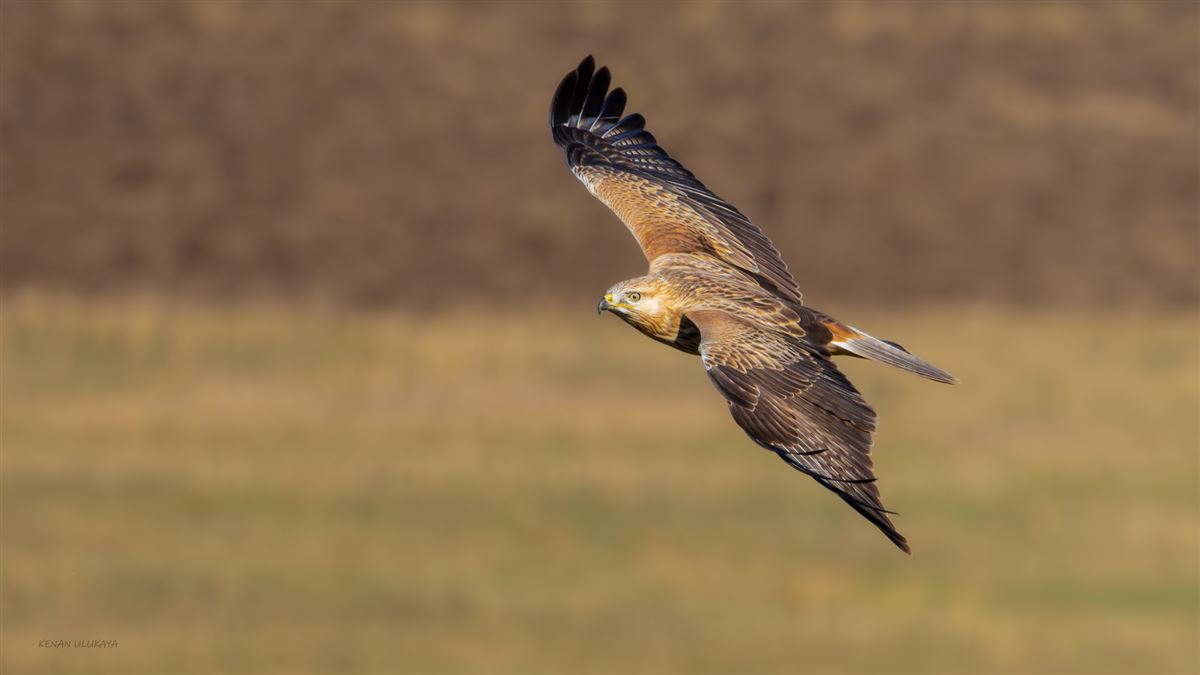 Long-legged Buzzard